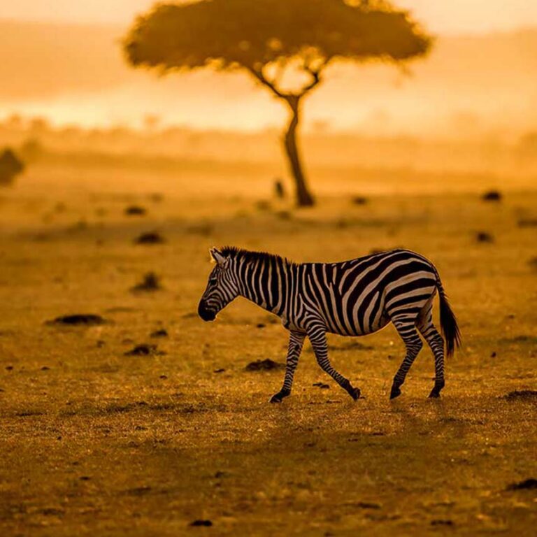 Tanzania-Safaris