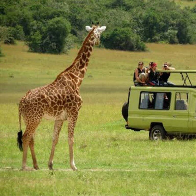 -Tanzania-Wildlife-Safaris